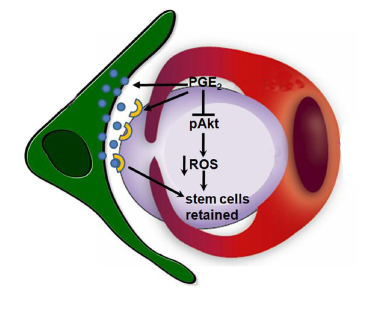 מקרופאג' (באדום) מחבק תא גזע (בסגול) ומייצר פרוסטגלנדינים (PGE2), אשר נקלטים על-ידי תא הגזע ומפעילים שרשרת של אירועים ביוכימיים. בנוסף, הפרוסטגלנדינים מגבירים את ההפרשה של חומר מעכב (בתכלת) מתאים מזנכימליים בלשד העצם (בירוק), ואת ביטוי הקולטנים לחומר זה (בצהוב) על תא הגזע.